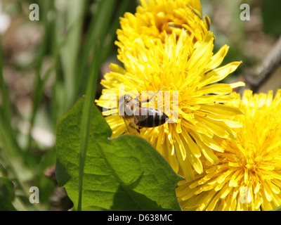 Eine Biene, die sich von gelben Löwenzahn-Blüten ernährt, fängt den Moment der Bestäubung ein. Das Bild betont die Rolle der Biene im Ökosystem und die hellgelben Blütenblätter des Löwenzahn in voller Blüte. Stockfoto