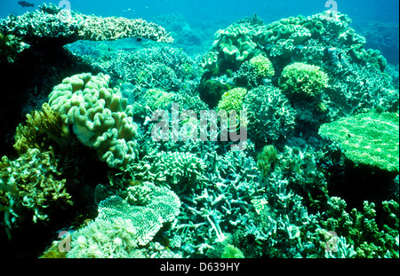 Tabelle Korallen, Acropora sp Staghorn Koralle, Sipadan Mai 1992 Unterwasser schieben Sie Konvertierungen, eines der reichsten marinen Lebensräumen, Sabah Stockfoto