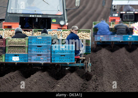 Frühjahr pflanzt Kartoffeln in Zeilen, Traktor Landwirte, Tschechische Republik Stockfoto