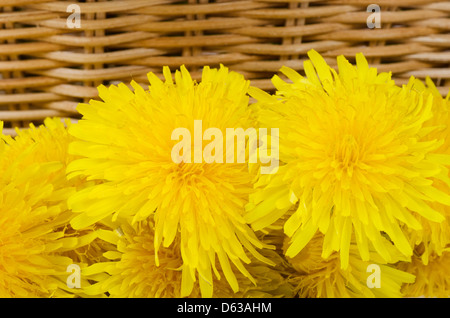 Gelber Löwenzahn Stockfoto
