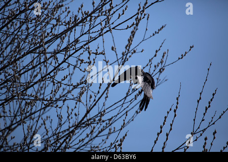 schwarze Krähe fliegt gegen Baum und klarer blauen Himmel Stockfoto