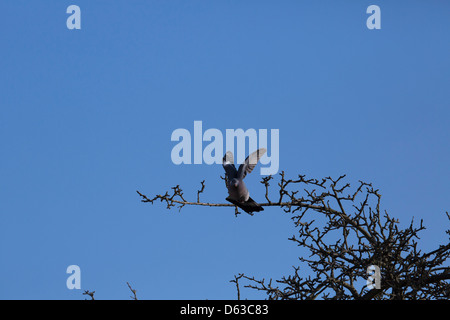 Taube fliegen gegen klaren blauen Himmel, die Landung auf Ast Stockfoto