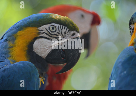 Blaue, gelbe und rote Aras im Regenwald des Amazonas, Peru Stockfoto