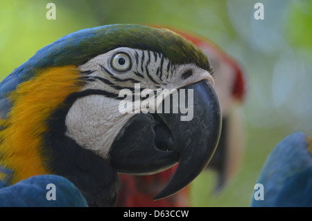 Blaue, gelbe und rote Aras im Regenwald des Amazonas, Peru Stockfoto