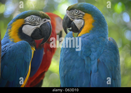 Blaue, gelbe und rote Aras im Regenwald des Amazonas, Peru Stockfoto