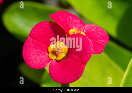 Ungewöhnliche rosa Blüten von Las Palmas Stockfoto