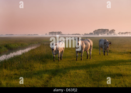 Holländische Kühe auf Sonnenaufgang im Nebel Stockfoto