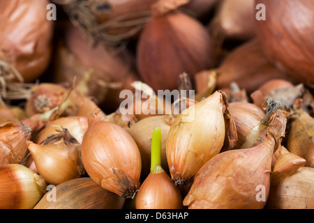 Zwiebel und Schalotte Blumenzwiebeln gepflanzt werden warten. Stockfoto