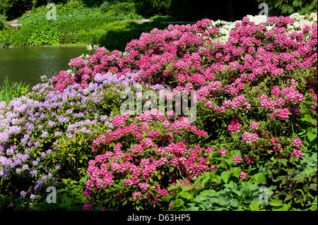 Rhododendron und Azaleen Erblüh Park in Warschau Stockfoto