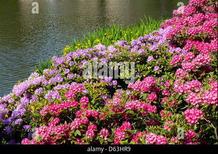 Rhododendron und Azaleen üppigen Park in Warschau Stockfoto