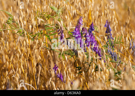 Avena oder Hafer und Vicia wachsen im Feld Stockfoto