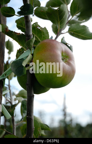 Äpfel wachsen auf Bäumen in Kent, England, Großbritannien, UK, Stockfoto