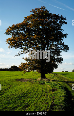 Essex Ländliches Motiv, Ackerland mit einzelnen Eiche im Herbst/Herbst, England, Großbritannien, UK, Stockfoto