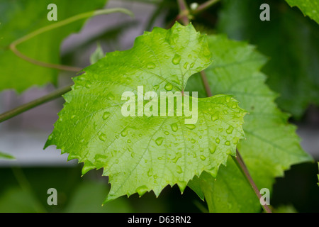 Rebe Regentropfen Schadbild 4176 Stockfoto