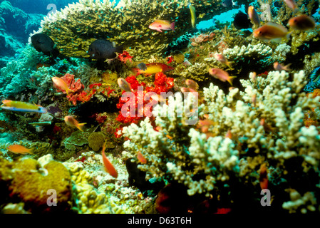 Rot Anthias, Tischkoralle, Acropora sp, Sipadan Mai 1992 Unterwasser schieben Sie Konvertierungen, einer der reichsten marine Lebensräume Stockfoto