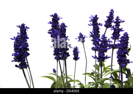 Lavendula Stockfoto