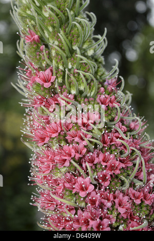 Stolz von madeira Stockfoto