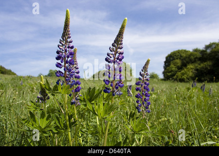 Lupine Stockfoto