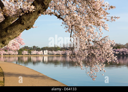 Rosa Kirschblüten / Blumen von Pfad um Gezeitenbecken in Washington, D.C. Stockfoto