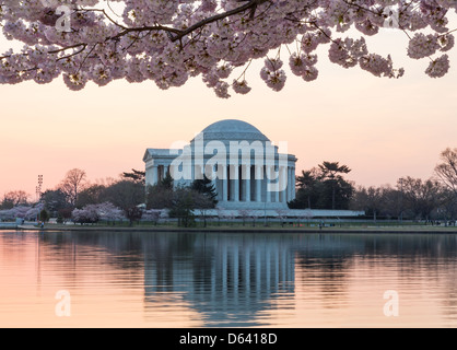 Thomas Jefferson Memorial in Washington, D.C. mit Kirschblüten im Morgengrauen Stockfoto