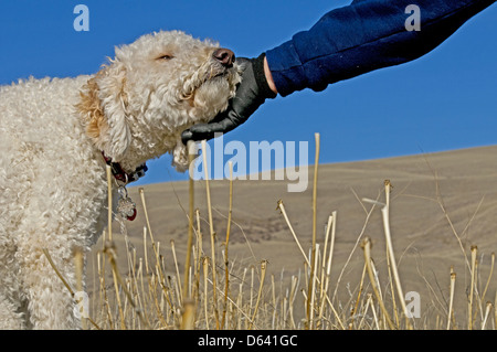 Goldendoodle (Kreuzung zwischen einem golden Retriever und einem Pudel) wird vom Besitzer gestreichelt Stockfoto