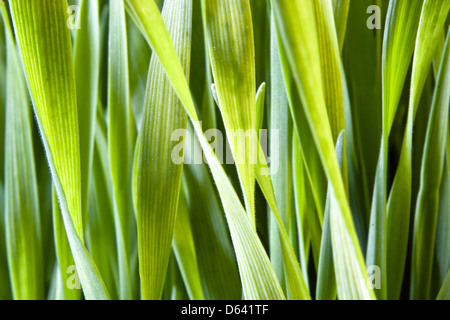 Gräser Stockfoto