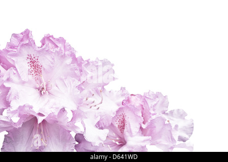 Rhododendron Stockfoto