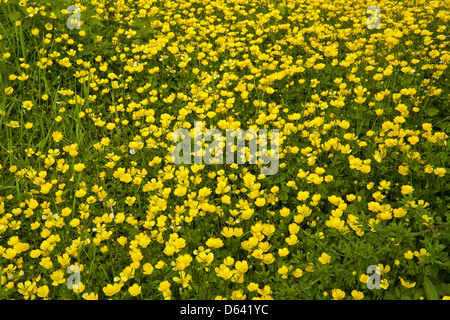 Goldene Frühlingsblumen Stockfoto