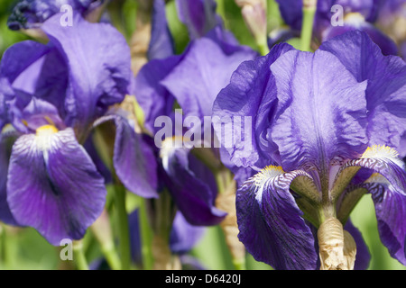 Lielie Stockfoto