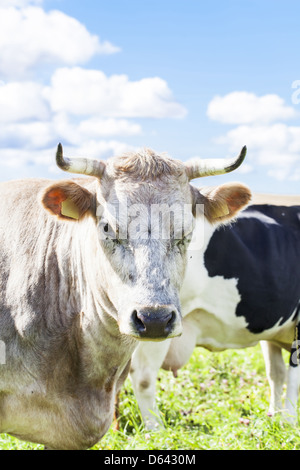 Kühe grasen auf der Wiese in der Nähe der farm Stockfoto