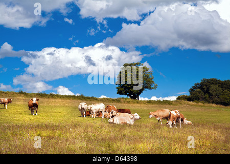 Alpine Kühe auf der Weide Stockfoto