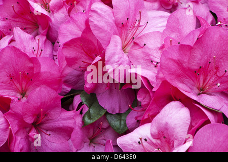 Rhododendron Stockfoto