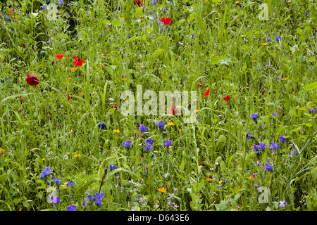 Blumen auf der Wiese Stockfoto