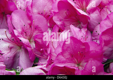 Rhododendron Stockfoto