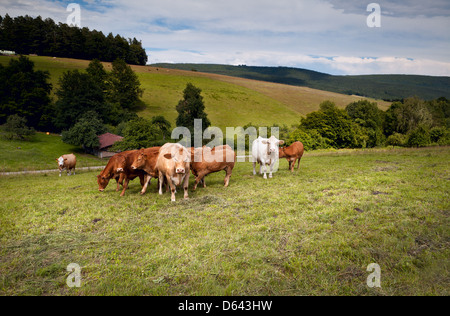 Alpine Kühe auf den Wiesen Stockfoto