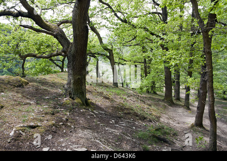 Wandern durch den Wald Stockfoto