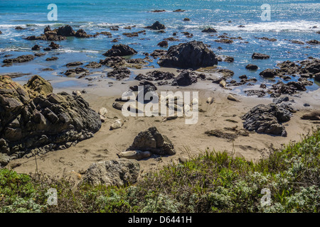 Weibliche und pup nördlichen See-Elefanten (M.angustrirostris) schlafen am Strand von Piedras Blancas in der Nähe von San Simeon, Kalifornien. Stockfoto