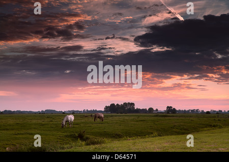 zwei Pferde auf der Weide am Morgen Stockfoto