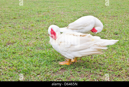 Muscovy weiße Ente reinigen selbst auf dem grünen Rasen. Stockfoto