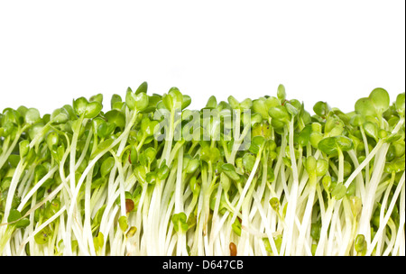 Erbsen-Sprossen, chinesische Biogemüse Rahmen. Stockfoto