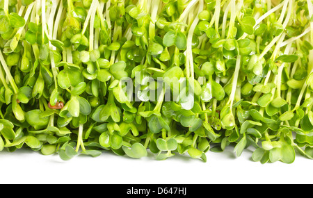 Erbsen-Sprossen, chinesische Biogemüse Rahmen. Stockfoto