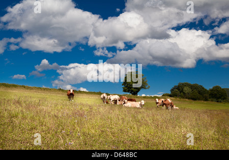 einige alpine Kühe auf Sommerwiese Stockfoto