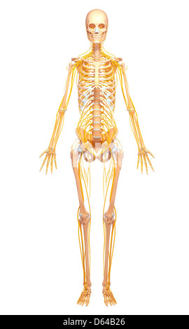 Menschliche Anatomie, artwork Stockfoto