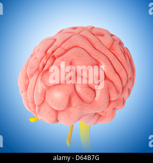 Menschliche Gehirn, artwork Stockfoto