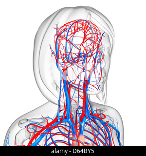 Das weibliche Herz-Kreislauf-System, artwork Stockfoto