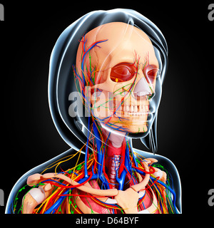 Weibliche Anatomie, artwork Stockfoto