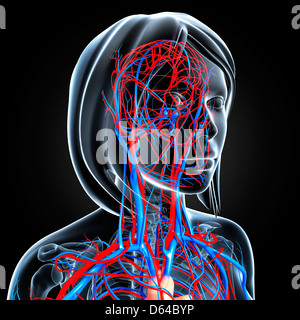 Das weibliche Herz-Kreislauf-System, artwork Stockfoto