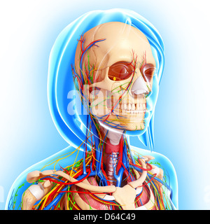 Weibliche Anatomie, artwork Stockfoto