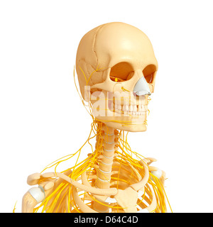 Menschliche Anatomie, artwork Stockfoto