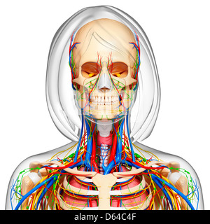 Weibliche Anatomie, artwork Stockfoto